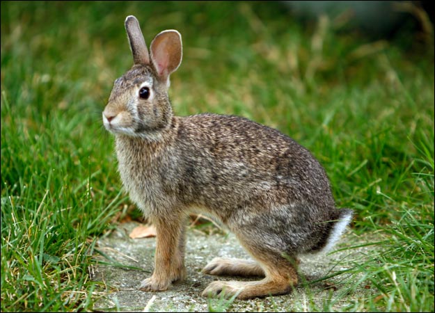 eating wild rabbits in Australia – updated ! – Nomadic Dreaming